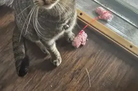 Lost Cat: Black/Brown Stripes, Hemet