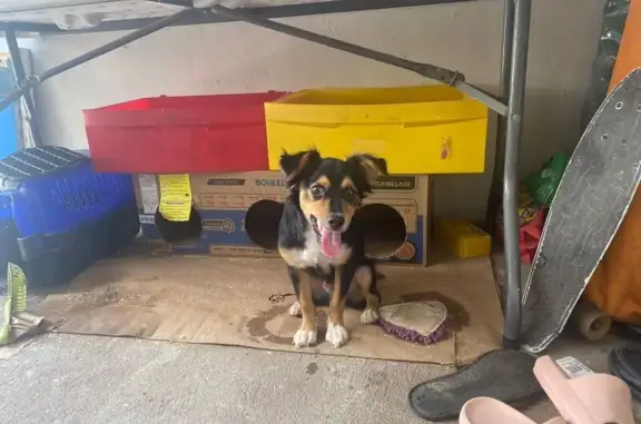 Perro encontrado , foto: Perro Encontrado: Mancha Blanca en Cuello