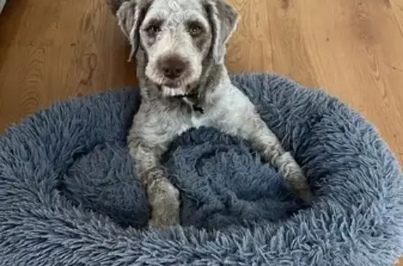 Missing dog Gosford, photo: Lost Dog Alert: Escaped on Day St, Gosford