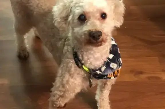 Help Find Rocky: Blind, Deaf Toy Poodle