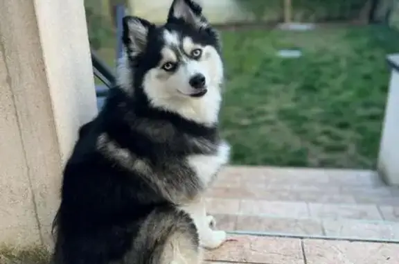 Chien Pomsky perdu à Émerainville - photo