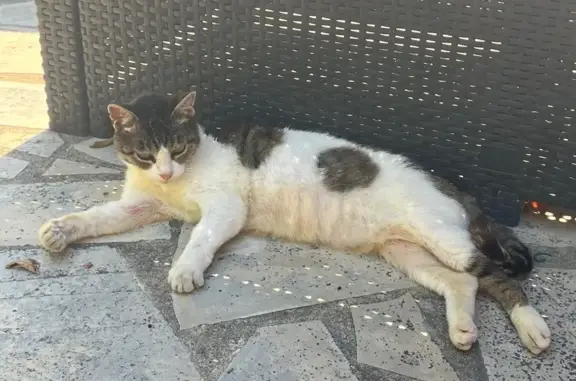 Chatte trouvée : blanche tachetée grise/marron - photo