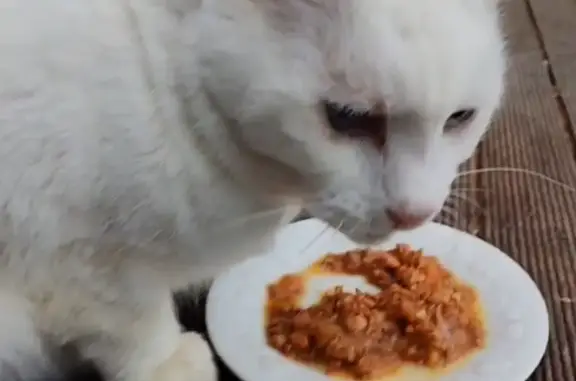Lost: Friendly White Cat, Blue Eyes, Knox