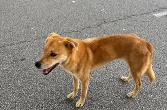 Animaux trouvés , photo: Chien fauve craintif trouvé à La Mothe Achard
