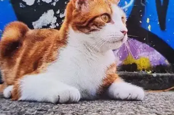 Chat mâle roux et blanc perdu à Montauban - photo