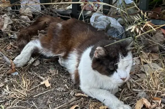 Chat trouvé , photo: Chat âgé malvoyant trouvé à Marseille
