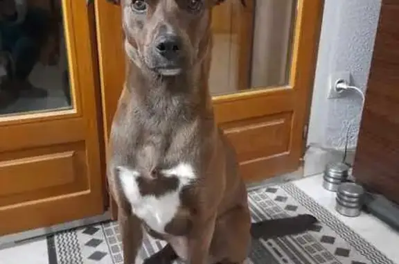 Animaux perdus , photo: Chien marron craintif perdu à Orthoux