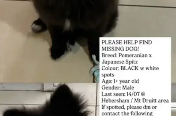 Lost Fluffy Black Pomeranian Mix in Sydney