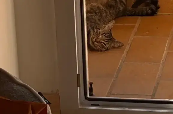 ¡Gato Atigrado Perdido en Banyoles!