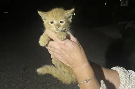 Animaux trouvés Vaivre-et-Montoille, photo: Chaton roux trouvé à Vaivre-et-Montoille