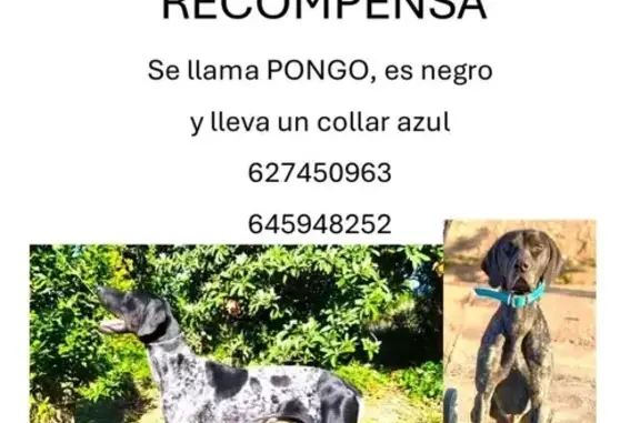 Perro Perdido en Liria: Braco Alemán Negro