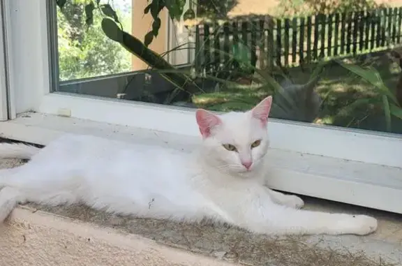 Animaux trouvés Le Monastère, photo: Chat blanc sociable trouvé à Le Monastère