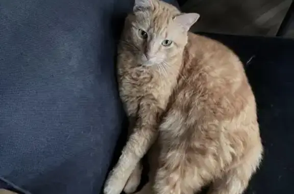 Animaux perdus , photo: Chat roux perdu, Rue de l'Église, Liffol