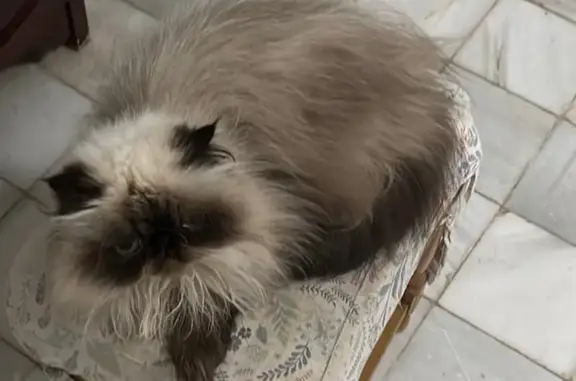 Gato Himalaya Perdido en Córdoba: Microchip