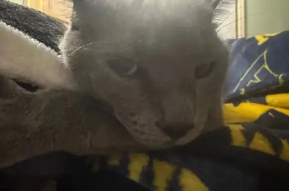 Missing cat Farmington Hills, photo: Lost Grey Russian Blue Cat: Answers to Gary