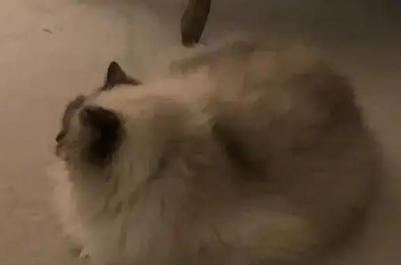 Help Find Our Missing Ragdoll Cat!