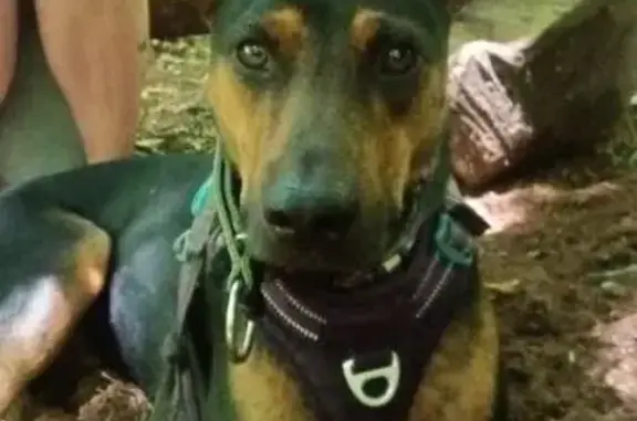 Chien perdu , photo : Chien noir et fauve perdu à Ancenis
