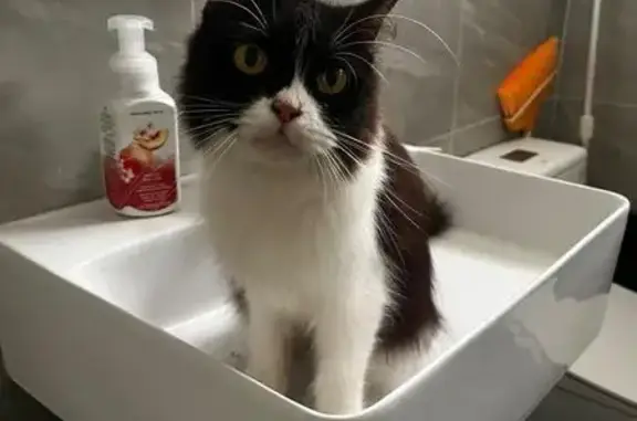 Found: Black & White Cat in Jurong West
