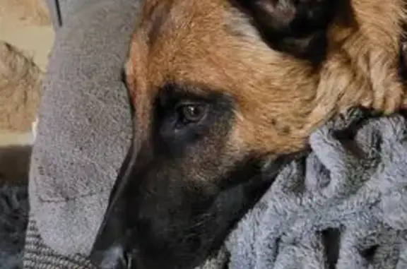 Malinois fauve perdu à Payzac - photo