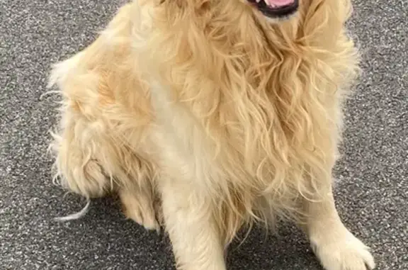 Animaux perdus , photo: Chien perdu : Golden retriever mâle amical
