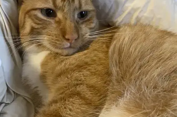 Help Find Gus: Friendly Ginger Cat Lost