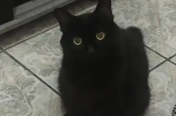 gato desaparecida