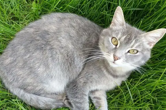 Petite minette grise perdue à Chozeau - photo