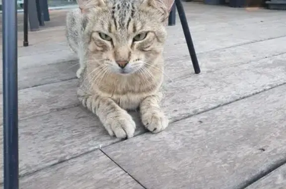 Chat tigré gris trouvé à Porto-Vecchio - photo
