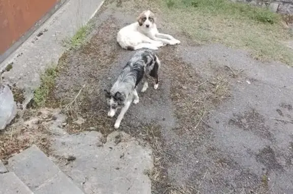 Animaux trouvés , photo: Chien trouvé avec 2 chiens à Génos