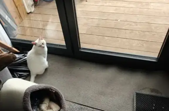 Help Find Lia: Lost White Cat in Welling