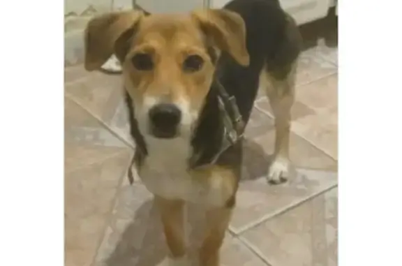 cachorro desaparecida
