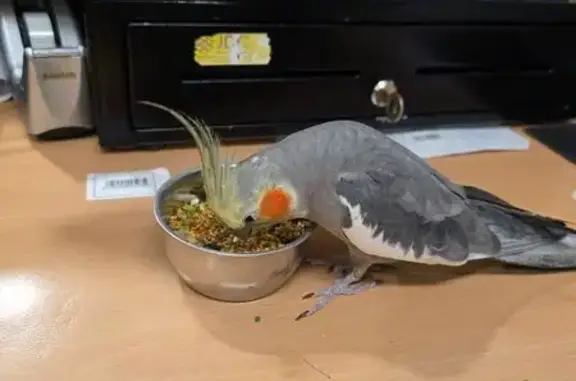 Perdu : Oiseau Rio de City Pet Shop - photo