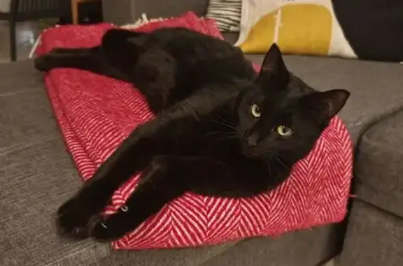 Chat perdu : Moka noir, fin, sociable - photo