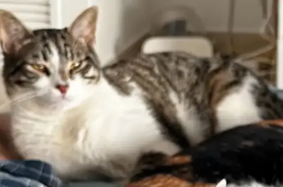 ¡Ayuda! Félix, gato gris perdido en San Antonio