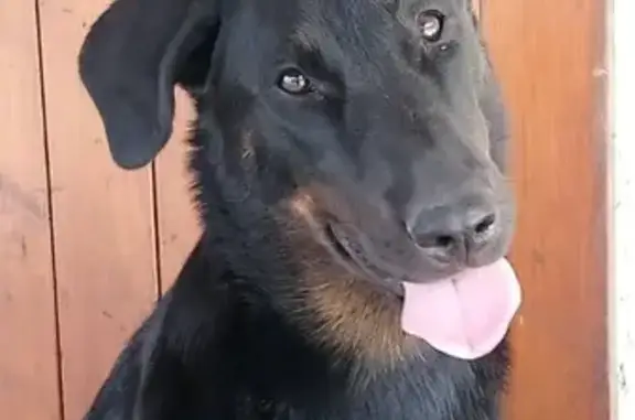 Chien perdu Chambéry, photo : Chien perdu : Osiris beauceron femelle