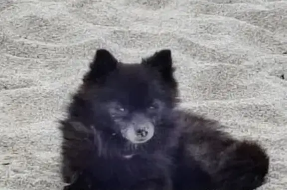 Chien perdu: Plume, noire, petite, Argelès-sur-Mer - photo