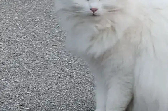Chatte perdue blanche, tache noire, Martigues - photo