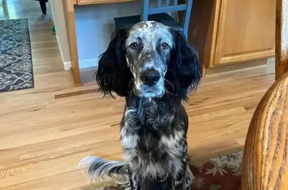 Lost Dog Alert: English Setter Near I-94 MN