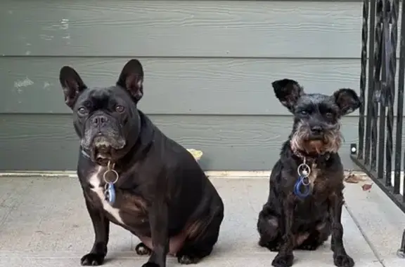 Lost Dog: Black with White Chest Patch