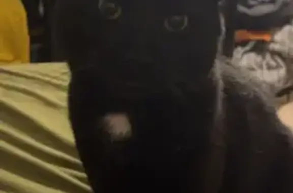 Lost and found pets Everett, photo: Lost Black Cat: Gold Chain, Hillside Ave