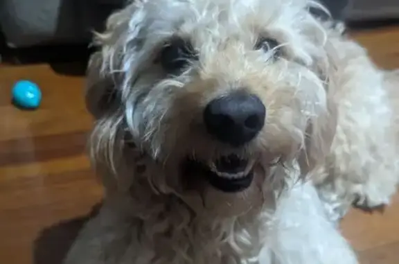 Lost Dog Chopper: Cream & Brown, Green Collar