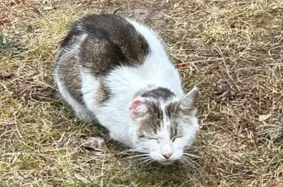 Animaux trouvés , photo: Chat trouvé Allée des Jonquilles, Malicorne