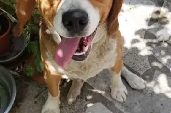 Beagle mâle trouvé à Limoux, collier orange - photo