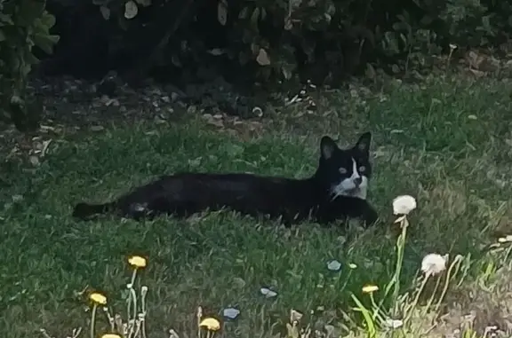 Animaux trouvés La Rochelle, photo: Chat noir et blanc blessé trouvé à La Rochelle