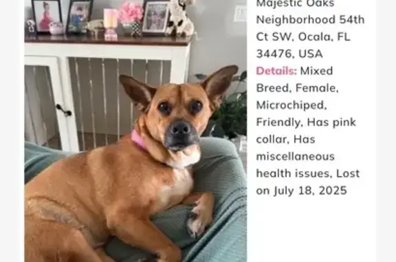 Lost Tan & White Corgi/Shepherd in FL