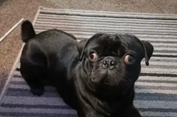 Lost pets Tulsa, photo: Lost Black Pug on Main St, Tulsa