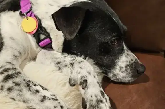 Lost Timid Dog in Semmes: Black & White