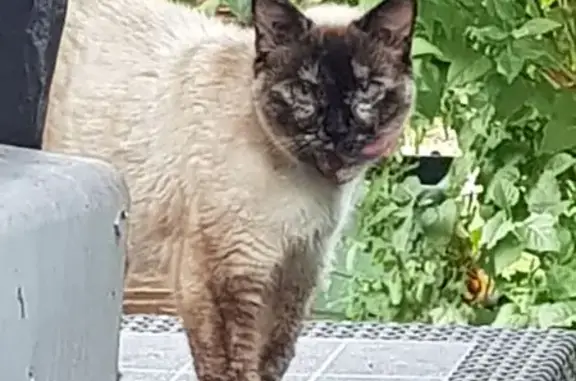 Chat écaille trouvé à Juvisy-sur-Orge - photo