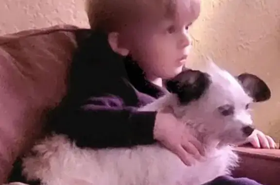 Lost Dog: White, Black & Rust - KC 7911