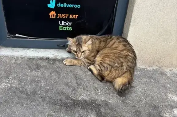 Chat blessé trouvé, apeuré à Marseille - photo